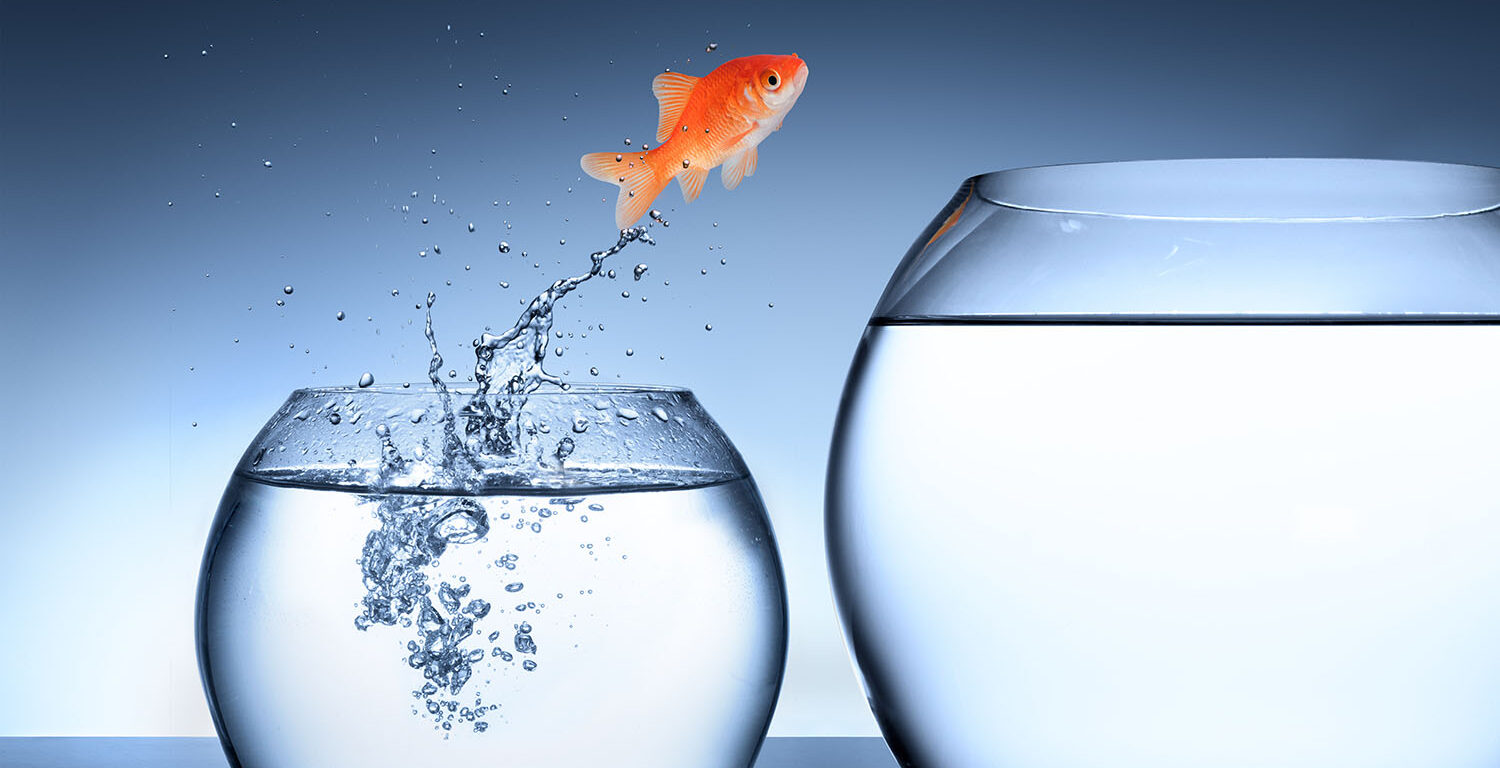 goldfish jumping from one bowl of water into a bigger bowl of water