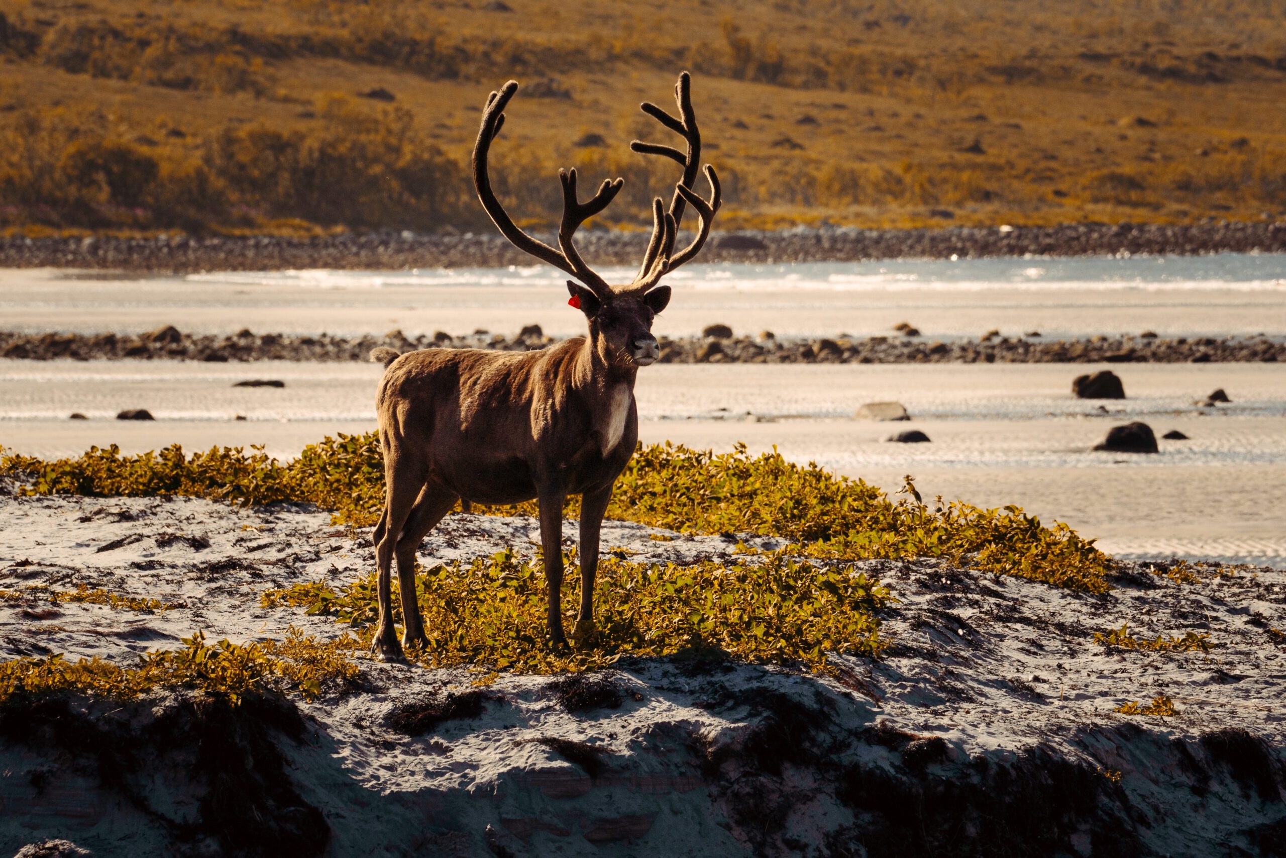 A stunning, majestic reindeer stands gracefully amidst a vibrant autumn landscape alongside the shimmering water.