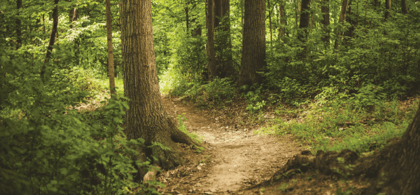 image of a forest trail with trees and greenery